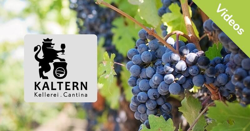 Wein